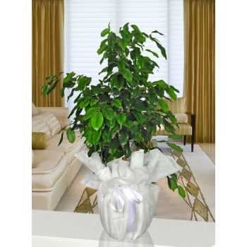 ( Saksı Çiçeği )Ficus Benjamin